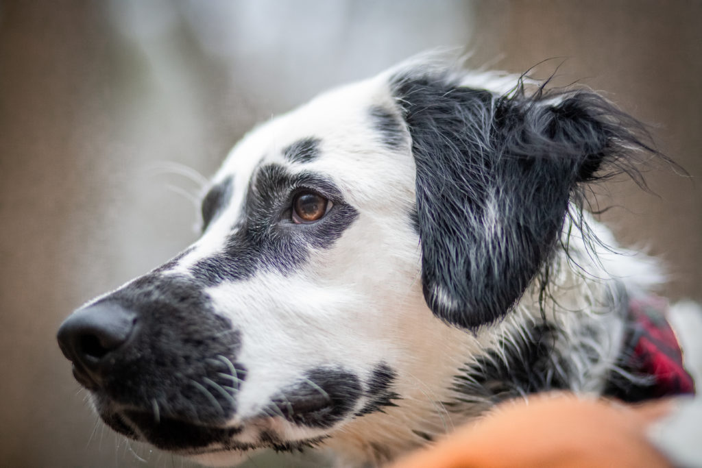 Dog, beautiful nature walk with up close focus